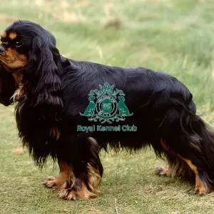 Cavalier King Charles Spaniel