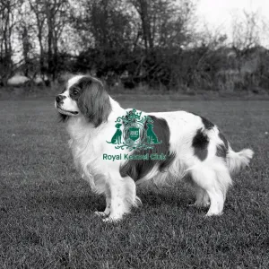 Cavalier King Charles Spaniel