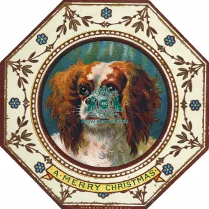 Cavalier King Charles Spaniel Cavalier King Charles Spaniel