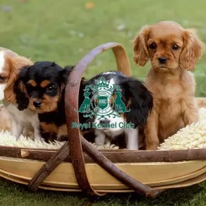 Cavalier King Charles Spaniel puppies