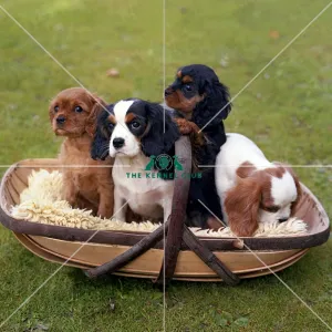 Cavalier King Charles Spaniel puppies