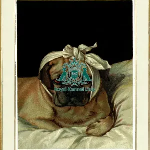 The Celia Haddon Collection The Celia Haddon Collection
