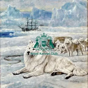 Ch Loga of the Arctic by F T Daws signed Ch Loga of the Arctic by F T Daws signed