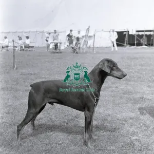 Ch Tavey Stormy Medallion