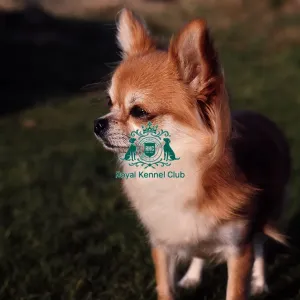 Chihuahua (Long Coat)