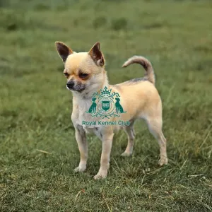 Chihuahua-Smooth Coat