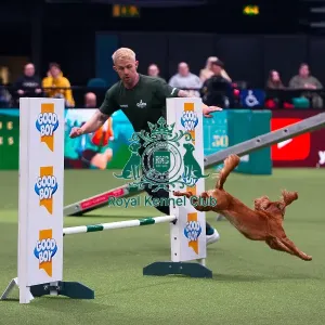 Cocker Spaniel competing in Crufts Singles Medium Cocker Spaniel competing in Crufts Singles Medium