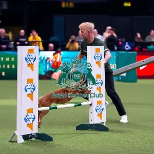 Cocker Spaniel competing in Crufts Singles Medium Cocker Spaniel competing in Crufts Singles Medium