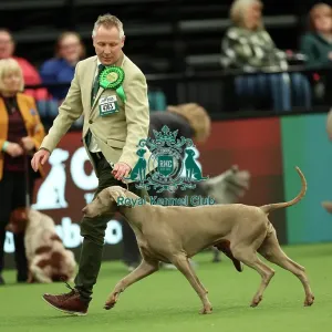 Colin Nugent from Armagh with Didi, a Weimaraner, which was the Best of Breed winner today (Thursday 09. 03. 23), the first day of Crufts 2023, at the NEC Birmingham