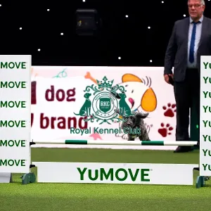 Collie Poodle competing in Crufts Singles Medium Collie Poodle competing in Crufts Singles Medium