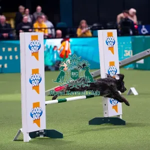 Collie Poodle competing in Crufts Singles Medium Collie Poodle competing in Crufts Singles Medium