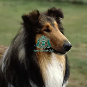 Collie (Rough) Collie (Rough)
