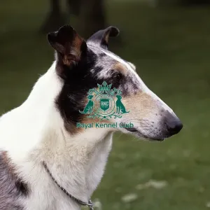Collie (Smooth) Collie (Smooth)