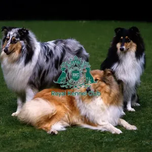 Collies (Rough) Collies (Rough)