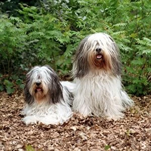 couple, fluffy, pair, two, leaves, outside, grass, brown, long hair, shaggy, white