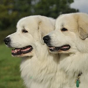 couple, fluffy, pair, two, profile, white