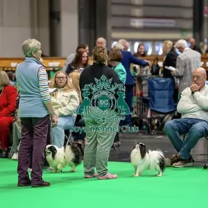 Crowd watching Japanese Chin judging ring Crowd watching Japanese Chin judging ring