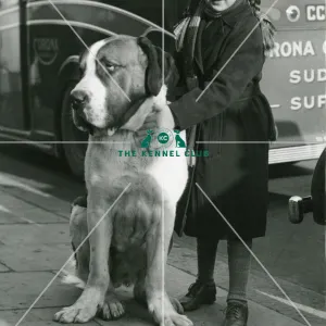 Crufts 1950 St Bernard