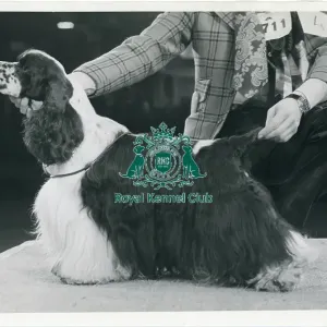 Crufts Historical Prints: Crufts 1972