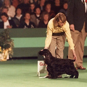 Collections: Crufts 1990s