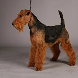 Crufts 2013, lakeland terrier, nick ridley, stock images, KCPL, March 2013, KCPL_Stock