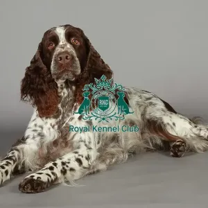 Crufts 2013, nick ridley, stock images, KCPL, KCPL_Stock, March 2013, Spaniel (English