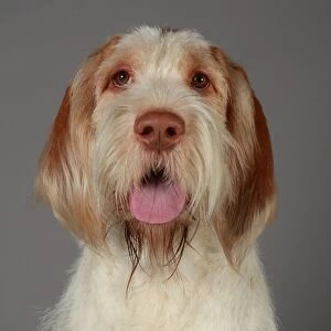 Crufts 2013, nick ridley, stock images, KCPL, KCPL_Stock, March 2013, Italian Spinone