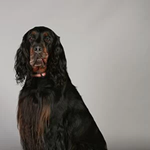 Crufts 2013, nick ridley, stock images, KCPL, KCPL_Stock, March 2013, Gordon Setter