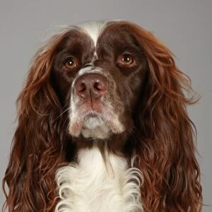 Crufts 2013, nick ridley, stock images, KCPL, KCPL_Stock, March 2013, Spaniel (English