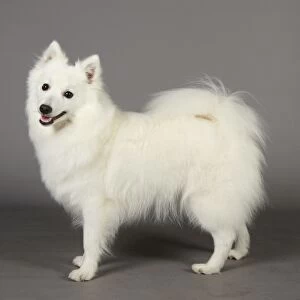 Crufts 2013, nick ridley, stock images, KCPL, KCPL_Stock, March 2013, japanese spitz