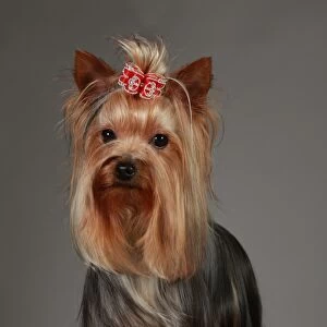 Crufts 2013, nick ridley, stock images, KCPL, KCPL_Stock, March 2013, Yorkshire Terrier