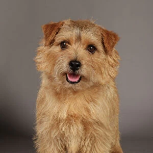 Collections: Crufts Studio Images
