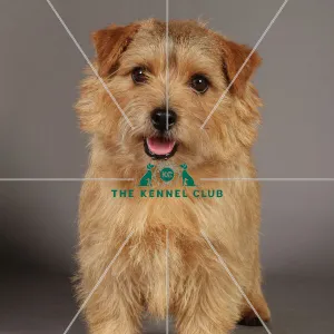 Crufts 2013, Norfolk Terrier, nick ridley, stock images, KCPL, March 2013, KCPL_Stock