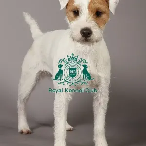 Crufts 2013, Parson jack russell terrier, nick ridley, stock images, KCPL, March 2013