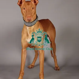 Crufts 2013, Pharoah Hound, nick ridley, stock images, KCPL, March 2013, KCPL_Stock