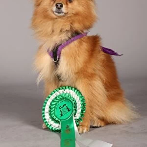 Crufts 2013, pomeranian, nick ridley, stock images, KCPL, March 2013, KCPL_Stock