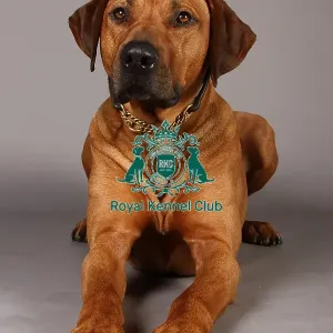 Crufts 2013, Rhodesian Ridgeback, nick ridley, stock images, KCPL, March 2013, KCPL_Stock