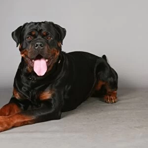 Crufts 2013, Rottweiler, working group, March 2013, portrait, nick ridley, stock images