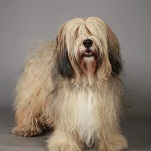 Crufts 2013, Tibetan Terrier, Utility Group, March 2013, nick ridley, stock images