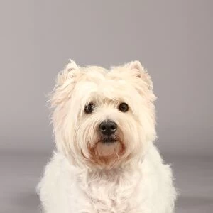 Crufts 2013, West Highland White Terrier, nick ridley, stock images, KCPL, March 2013