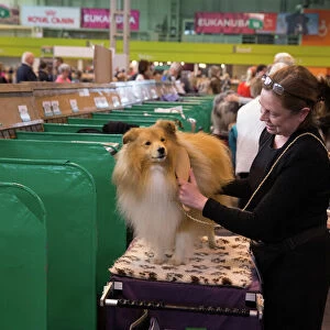 Collections: Crufts 2015