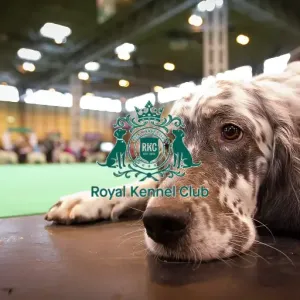 Crufts 2015 Crufts 2015