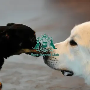 Crufts 2015 Crufts 2015