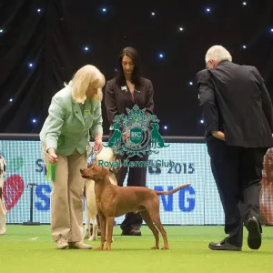Crufts 2015 Crufts 2015