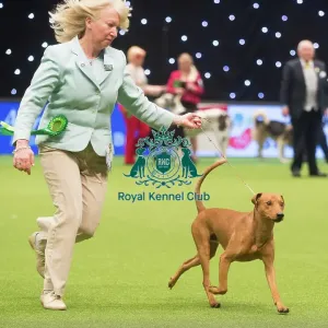 Crufts 2015 Crufts 2015