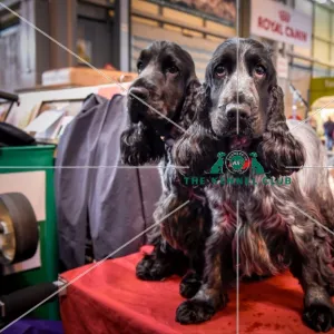 Crufts 2016