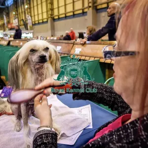 Crufts 2016 Crufts 2016