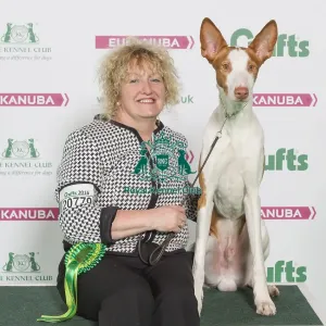 Crufts 2016 Best of Breed Crufts 2016 Best of Breed