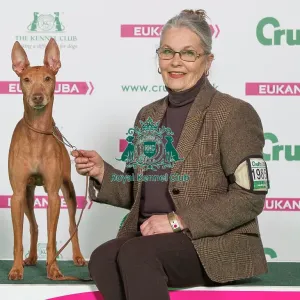 Crufts 2016 Best of Breed Crufts 2016 Best of Breed