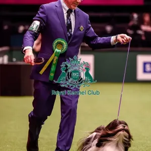 Crufts 2016 Best of Breed Crufts 2016 Best of Breed
